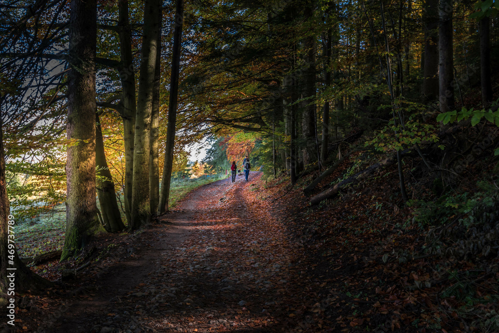 Obraz premium Autumn