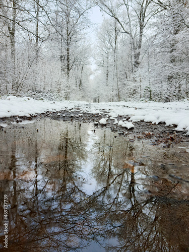 reflection in puddle of snowed forest