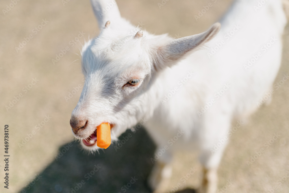 Fototapeta premium white goat portrait