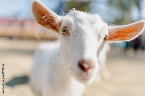 Goat at the zoo