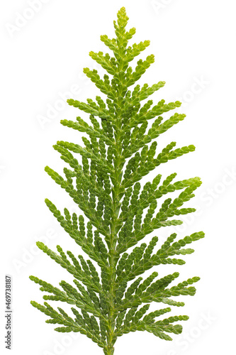 Closeup of green twig of thuja the cypress family on white background