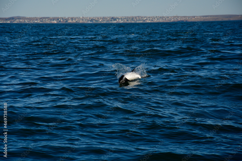 Fototapeta premium Commerson dolphin swimming, Patagonia , Argentina.