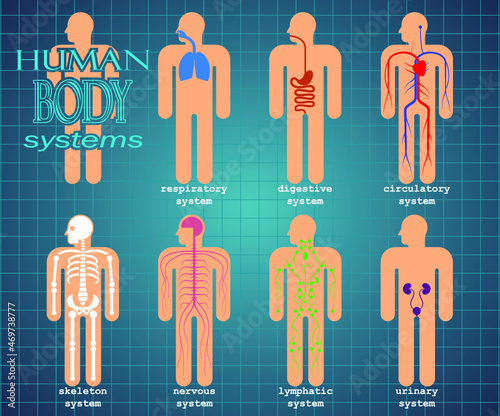 human body systems/ color pictogram illustration