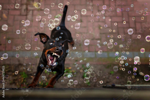 Doberman pincher jumping and catching bubbles showing his teeth photo