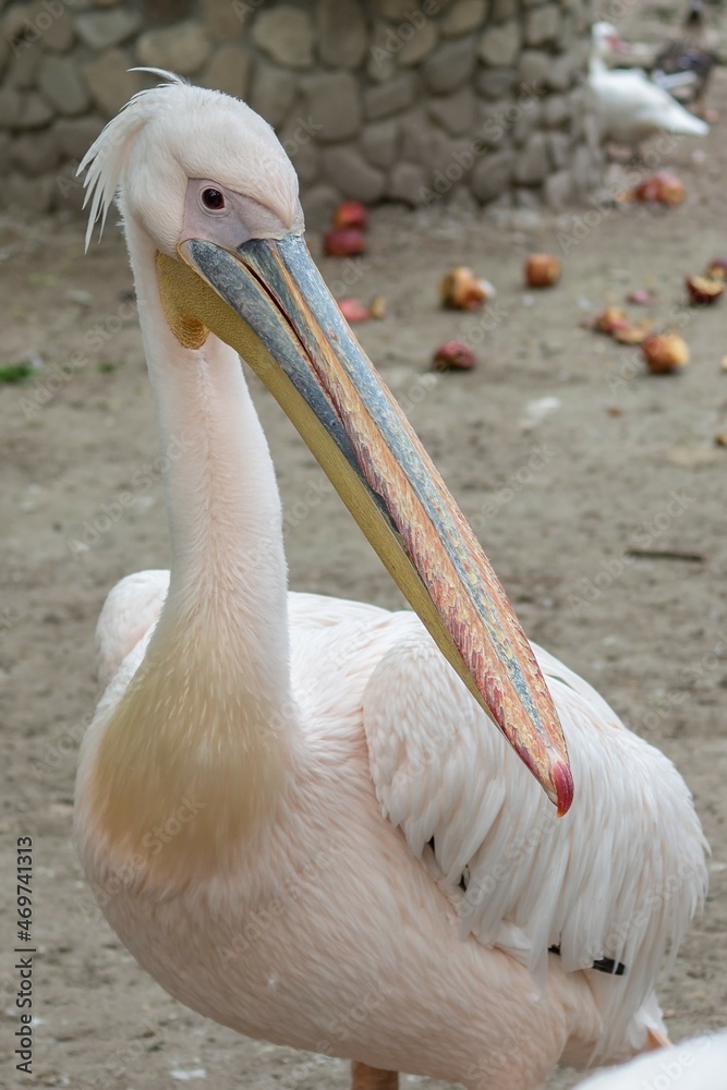 Close up Great white pelican, Pelecanus onocrotalus, eastern white pelican, rosy pelican or white pelican. Large water bird with long beak and a large throat pouch with beautiful pink feathers. Close up Great white pelican, Pelecanus onocrotalus, eastern white pelican, rosy pelican or white pelican. Large water bird with long beak and a large throat pouch with beautiful pink feathers.