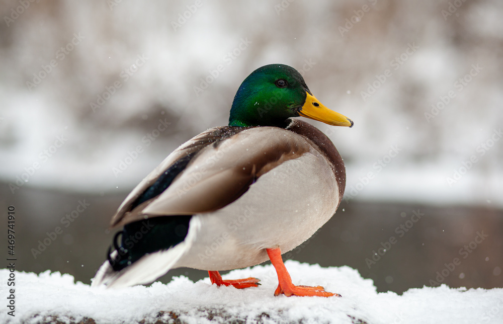 Winter portrait of a duck in a winter public park. Duck birds are standing or sitting in the snow. Migration of birds. Ducks and pigeons in the park are waiting for food from people. Winter portrait of a duck in a winter public park. Duck birds are standing or sitting in the snow. Migration of birds. Ducks and pigeons in the park are waiting for food from people.