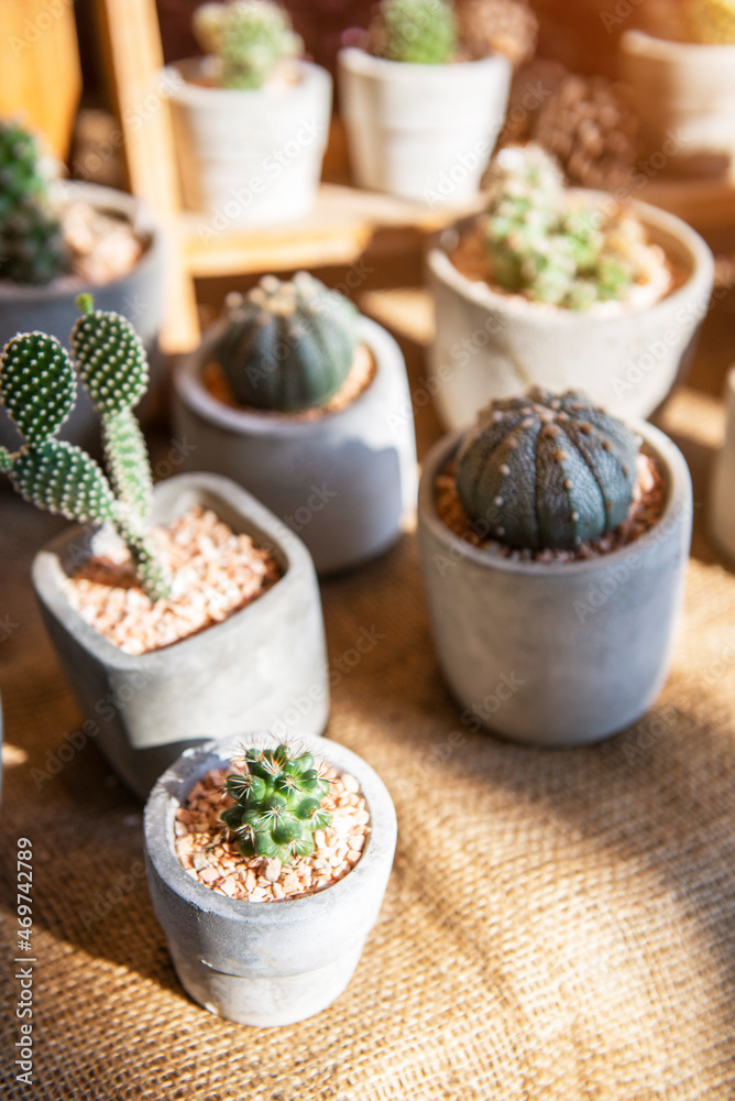 Collection of various cactus and succulent plants Collection of various cactus and succulent plants