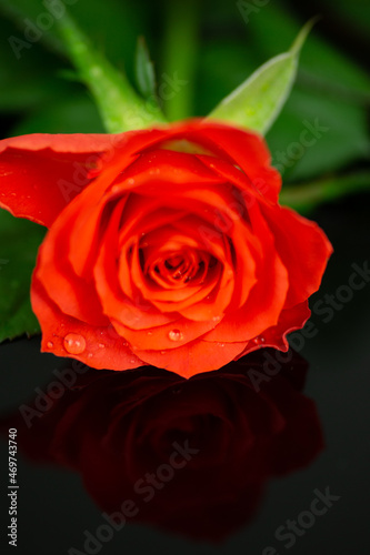 red rose water drops