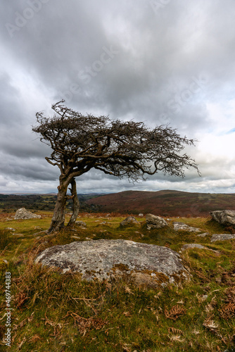 Obraz na plátně Hawthorn tree on the moor Dartmoor national park Devon england uk