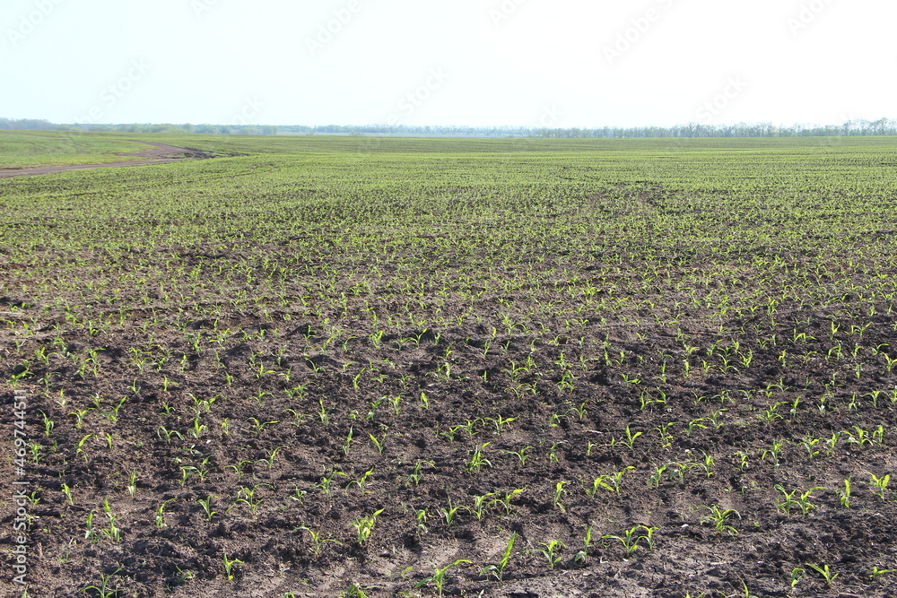 Agricultural field with small corn sprouts and traces of agricultural machinery Agricultural field with small corn sprouts and traces of agricultural machinery