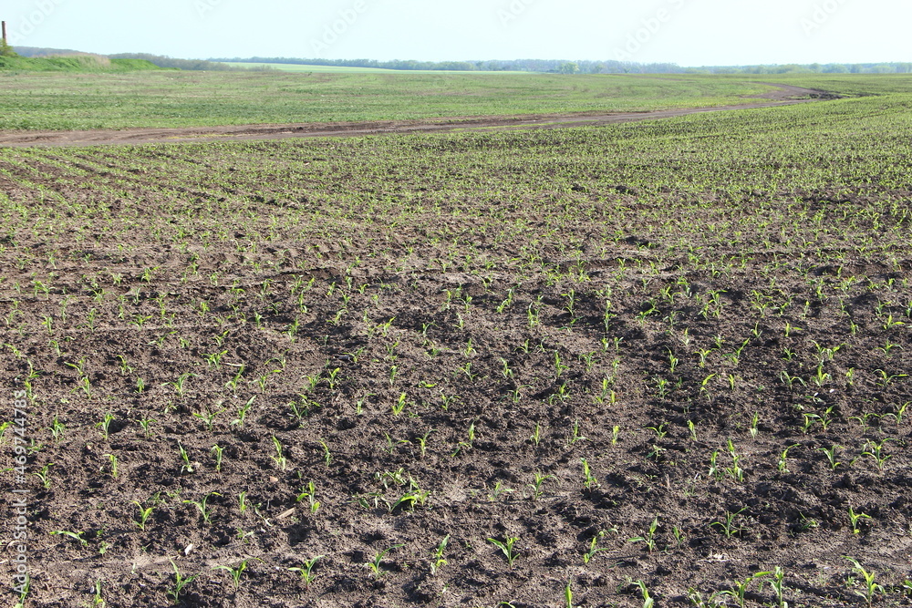 Agricultural field with small corn sprouts and traces of agricultural machinery Agricultural field with small corn sprouts and traces of agricultural machinery