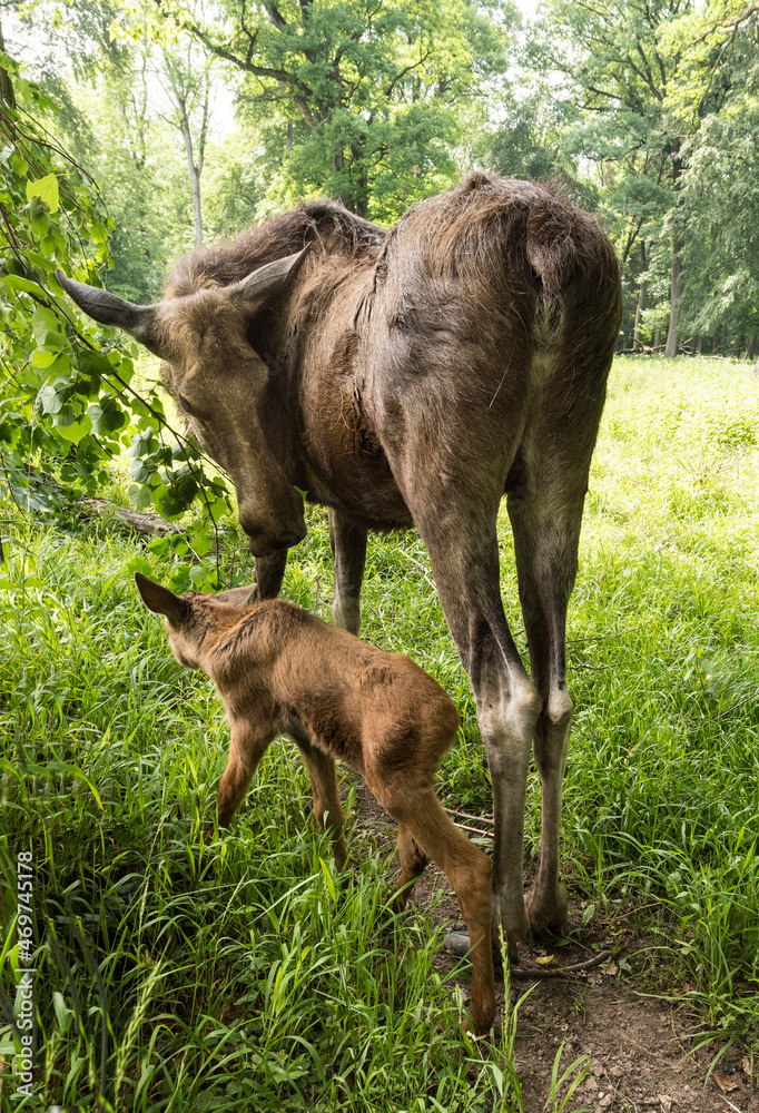 Fototapeta premium Elk cow with child in the forest. Karlsruhe, Germany, Europe