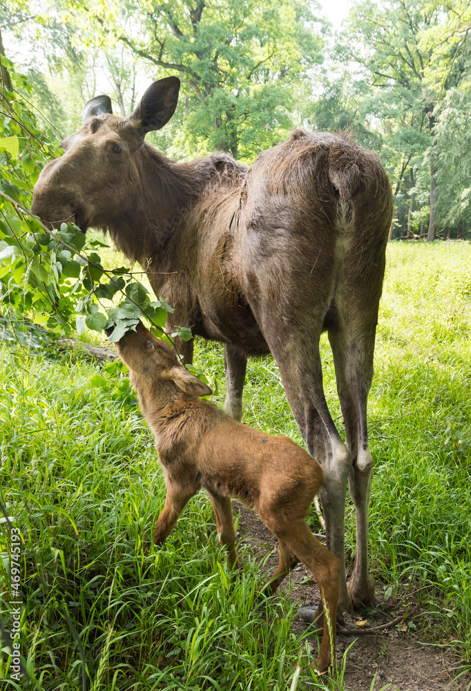 Fototapeta premium Elk cow with child in the forest. Karlsruhe, Germany, Europe