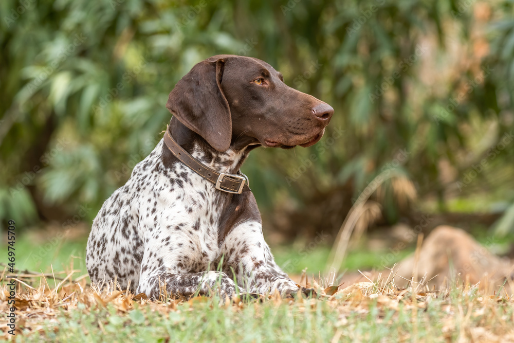 German pointer dog resting on grass German pointer dog resting on grass