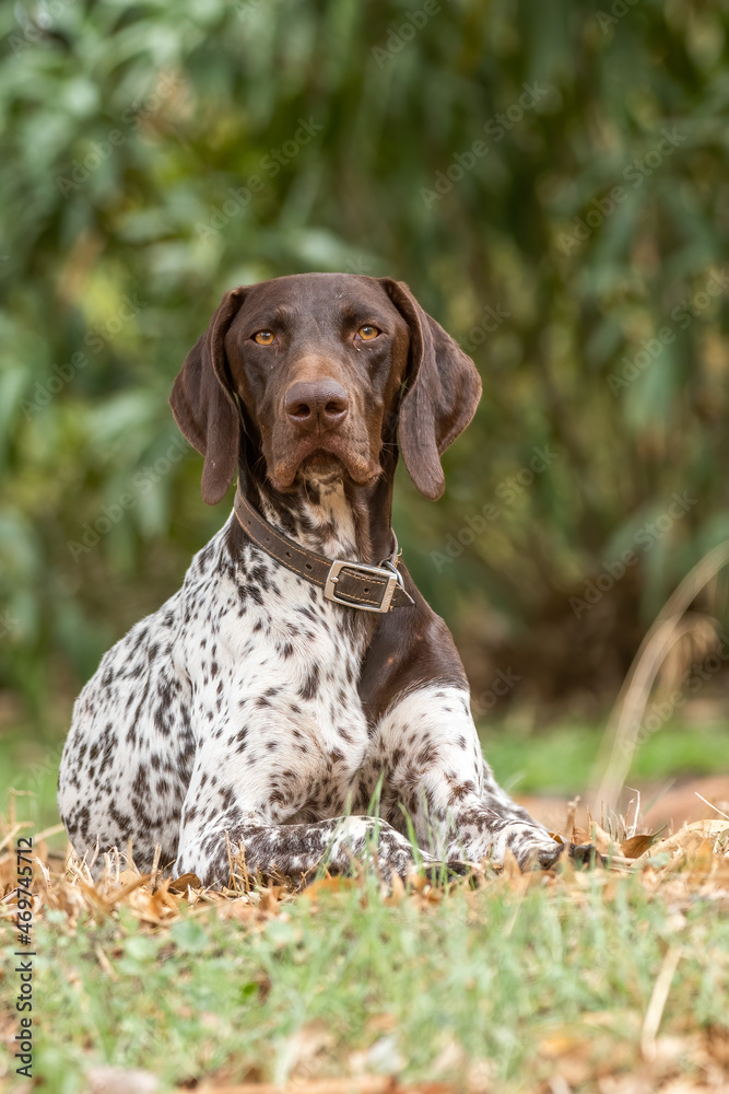 German pointer dog resting on grass German pointer dog resting on grass