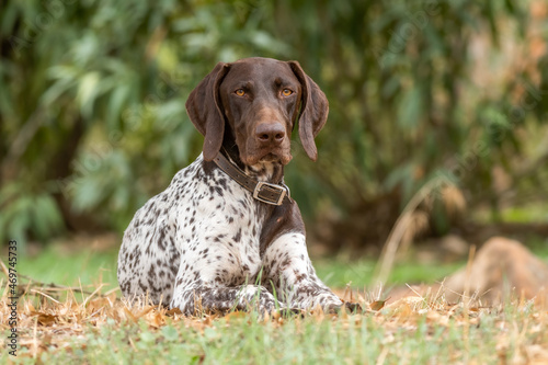 German pointer dog resting on grass