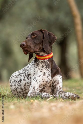 German pointer dog resting on grass photo