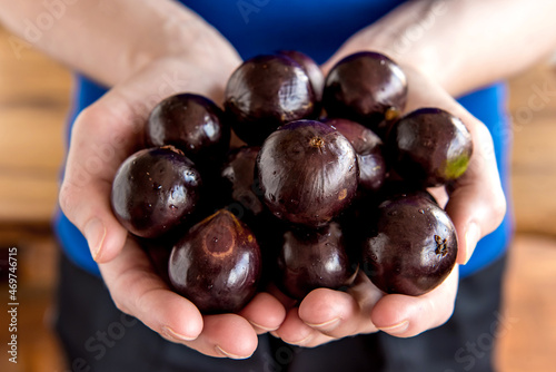 Hands holding jabuticaba, exotic Brazilian fruits, Jaboticaba is a common fruit in South America