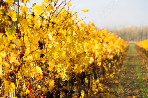 filare di vigna dorata sulle colline in toscana 