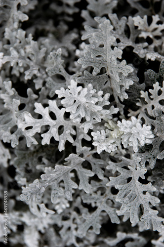 White leaves