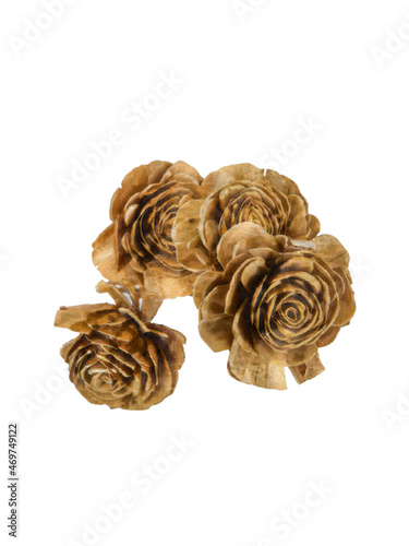 Natural Sola Beauty Rose Stems Watercolor Painting on Isolated White Background