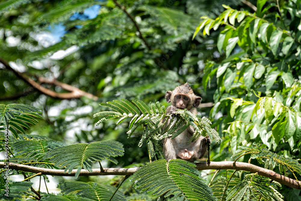 Baby macaque playing on a tree