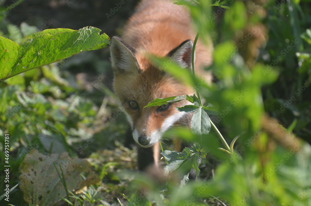 Fox Fox