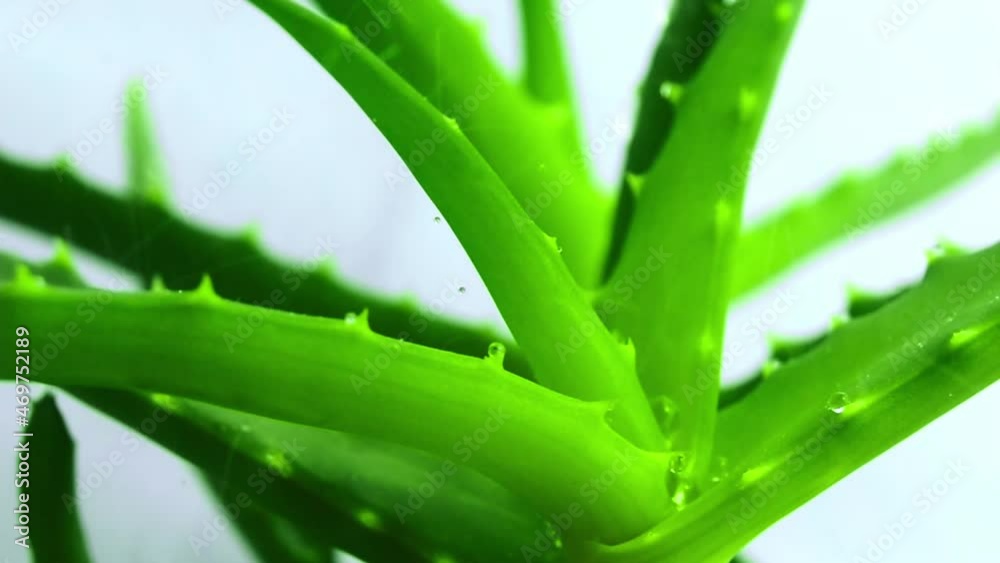 Drops of water falling on Aloe vera leaves. Aloe vera useful herbal medicine for skin care and hair care that can be used as treatment. Drops of water falling on Aloe vera leaves. Aloe vera useful herbal medicine for skin care and hair care that can be used as treatment.