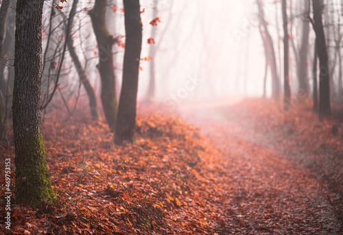 Nice autumnal scene in the ...