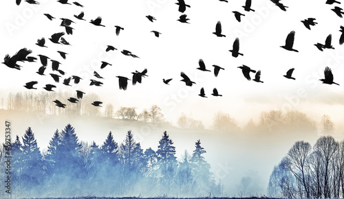 flying birds and morning fog and a forest
