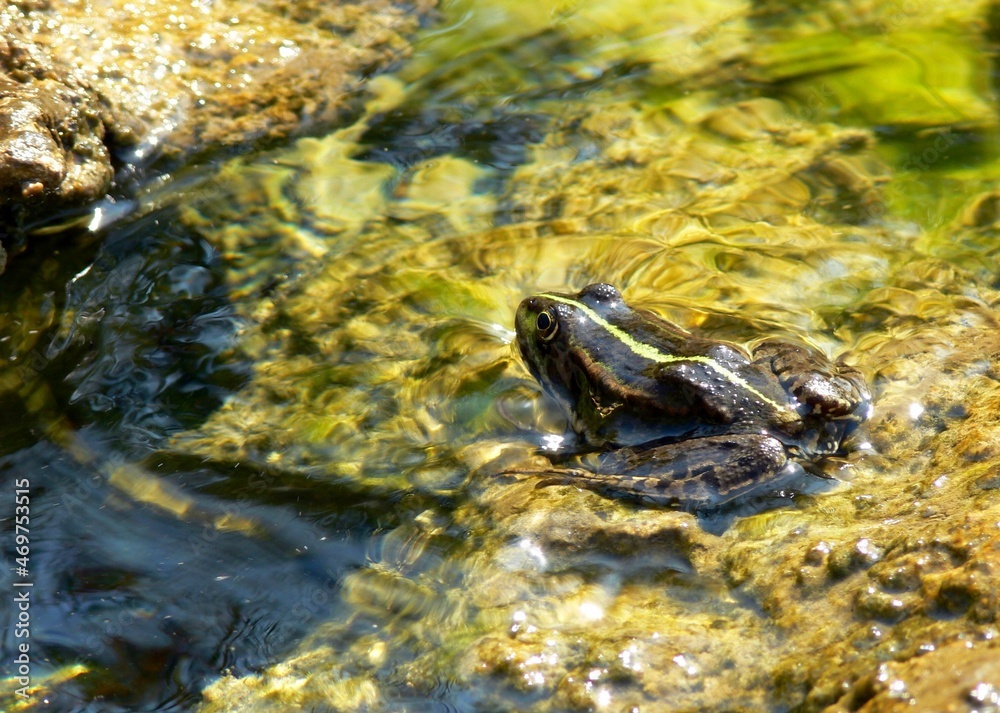 Grenouille Grenouille