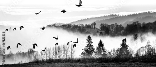 Canvas Print flying birds and morning fog and a forest