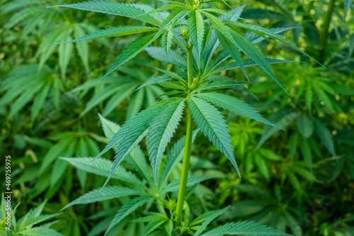 cannabis grass in sunshine close up