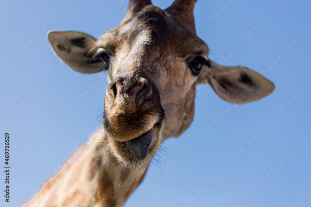 Giraffe sticking it's tongue out, isolated on blue