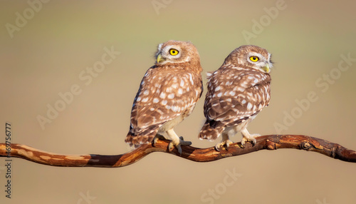 Little owls. (Athene noctua). Nature background. 