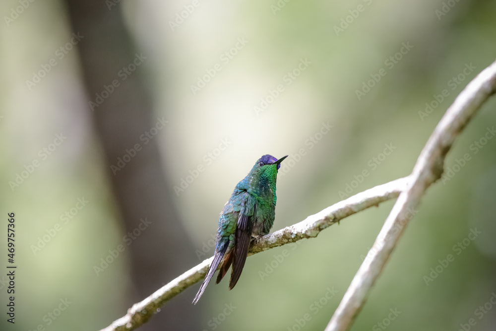 beija flor tomando agua num suporte especifico para aves.
beija flor tomando agua num suporte especifico para aves.