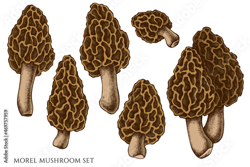 Vector set of hand drawn colored morel mushroom photo