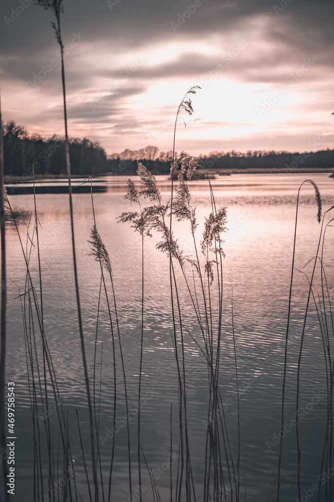Fototapeta premium Pejzaż zachodzącego słońca nad wodą, ciepłe kolory, trzcina pospolita przy brzegu