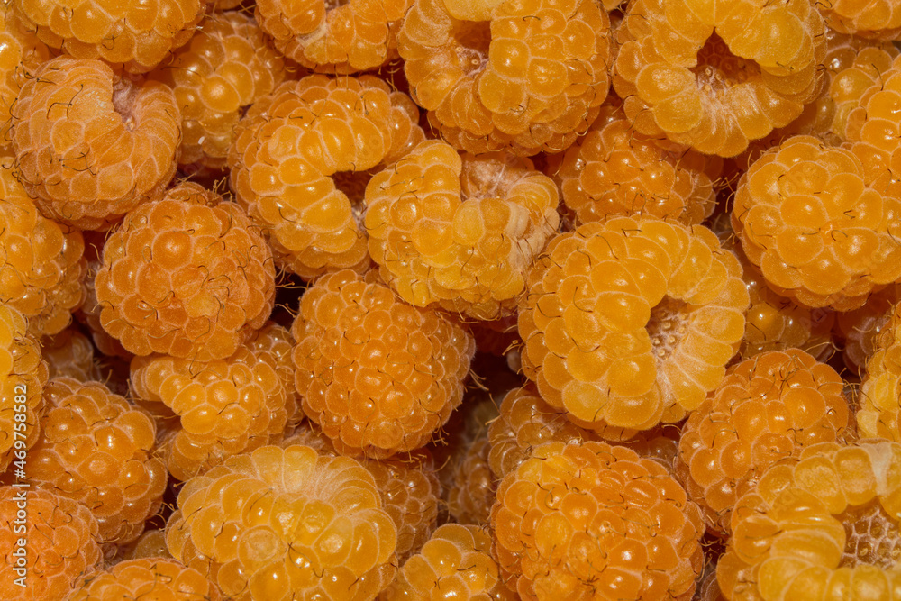 Raspberry (Latin: Rubus idaeus) closeup. Yellow berry background-texture. Raspberry (Latin: Rubus idaeus) closeup. Yellow berry background-texture.