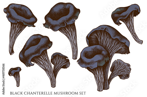 Vector set of hand drawn colored black chanterelle photo
