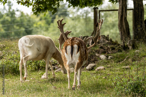 Fototapeta Naklejka Na Ścianę i Meble -  Two fallow deers, one albino