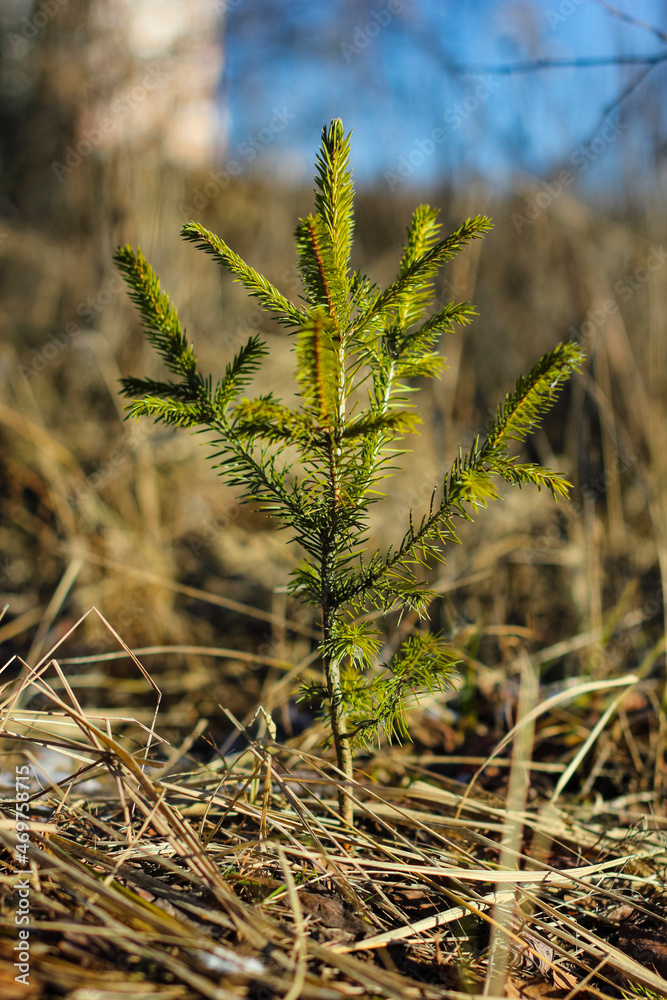 Fototapeta premium close up of a tree