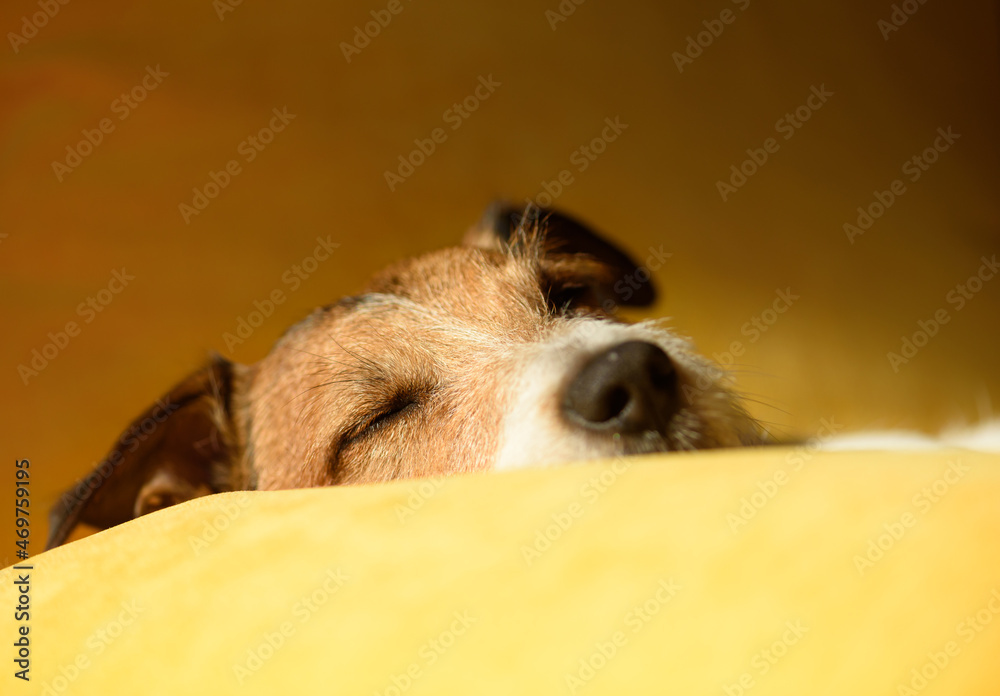 Fototapeta premium Cute lazy dog sleeping on sofa pillow during midday sloth time