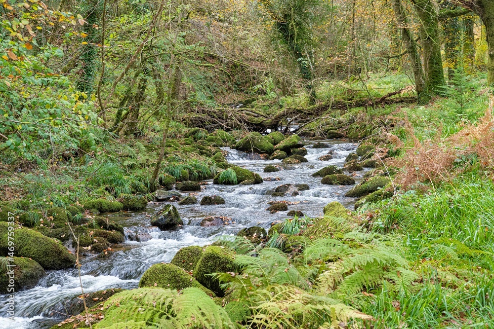 stream in the forest stream in the forest