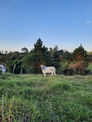 ox in the mountains