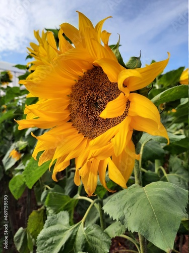 sunflower and bee