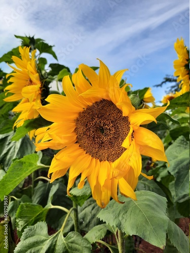 sunflower of blue sky