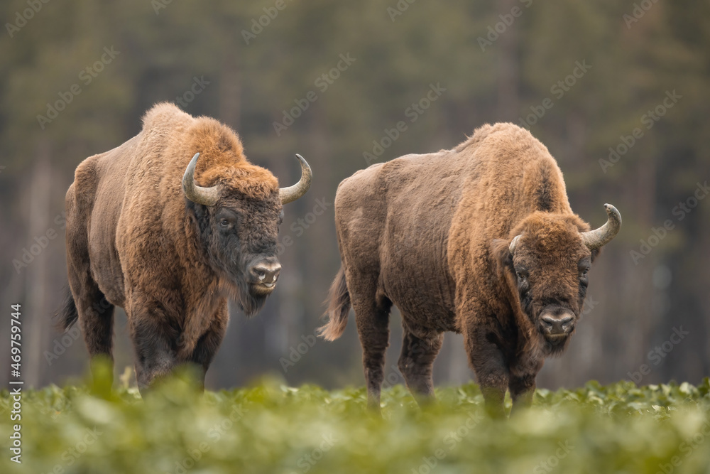 Fototapeta premium European bison - Bison bonasus in the Knyszyn Forest (Poland)
