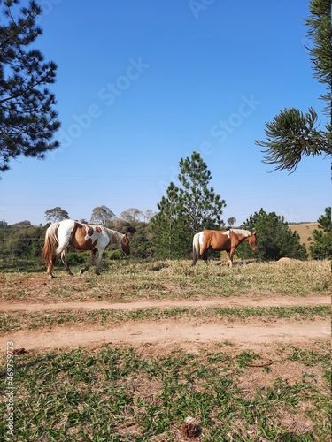 horses in a field