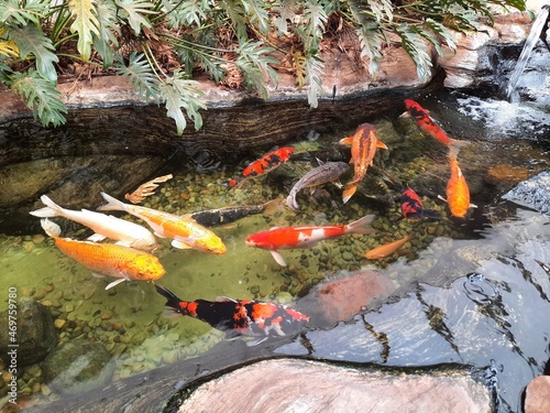 japanese koi fish